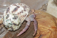 Cletus in 2006