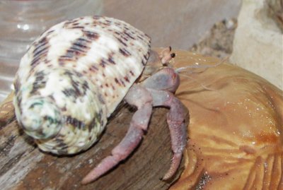Cletus in 2006