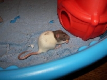 Dolly Raton eats a cookie