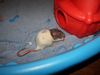 Dolly Raton eats a cookie