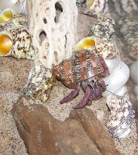 Crusty-02-2007