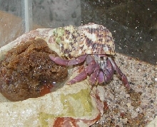 Crusty in 2006