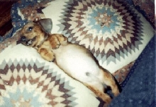 6 weeks old