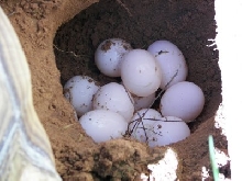 Sulcata Tortoise Eggs