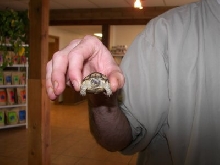 1 day old sulcata