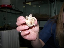 Day old sulcata
