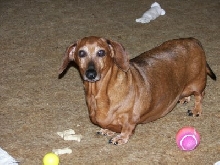 Diogee at 12 years