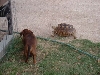 Destiny & Diogee 2002