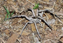 Wolf spider