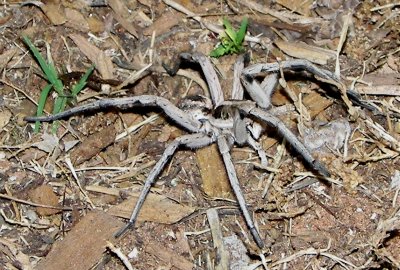 Wolf spider