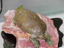 Fluffy Basking