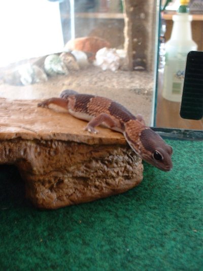 Lee Zard