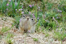 Mexican ground squirrels