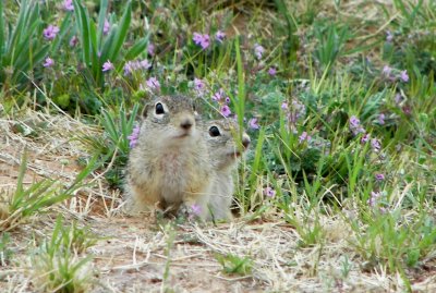 Mexican ground squirrels