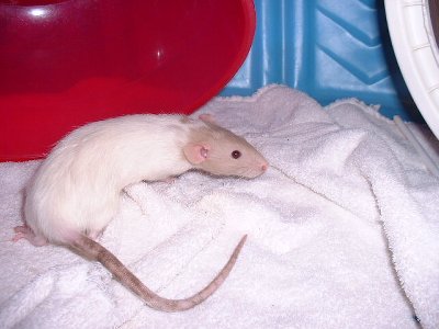 Jayne MansFieldRat