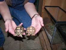 Sulcata Youngsters