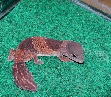 Lee Zard