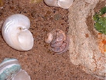 The Nekkid Crab