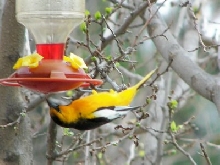 male Bullock's oriole
