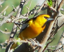 Bullock's Oriole