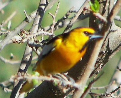 Bullock's Oriole