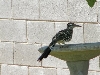 Roadrunner