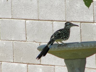 Roadrunner