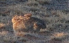 Wild Cottontail Rabbit