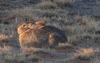 Wild Cottontail Rabbit