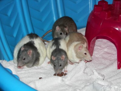 Rat Girls