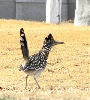 Roadrunner