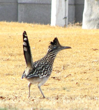 Roadrunner