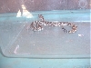 Rattlesnake