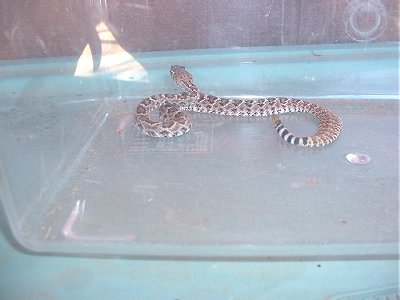Rattlesnake