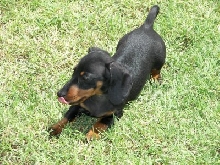 Stevie Ray at 10 weeks
