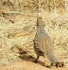 Scaled Quail