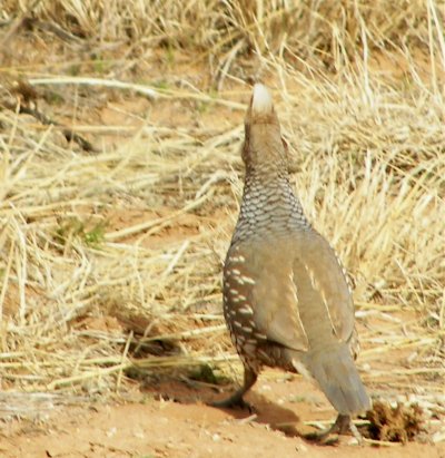 Scaled Quail