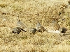 Scaled Quail