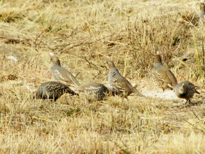 Scaled Quail