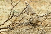 Scaled Quail
