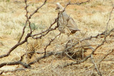 Scaled Quail