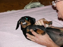 Big Teeth  at  8 mos.