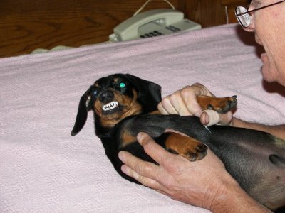 Big Teeth  at  8 mos.