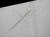 Stick Insect