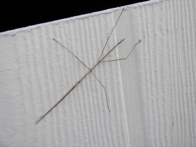 Stick Insect