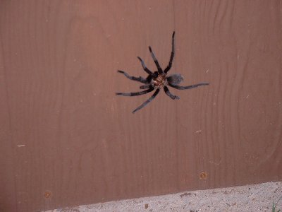 Tarantula