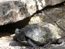 Terrapene coahuila