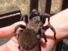 Tina
