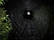 Orbweaver's web