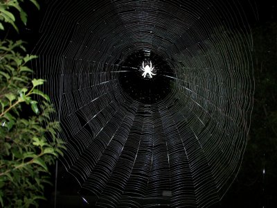 Orbweaver's web